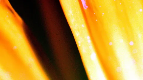 Nahaufnahme gelber Blütenblätter mit orangefarbenen Rändern und einem dunklen Schatten in der Mitte.
