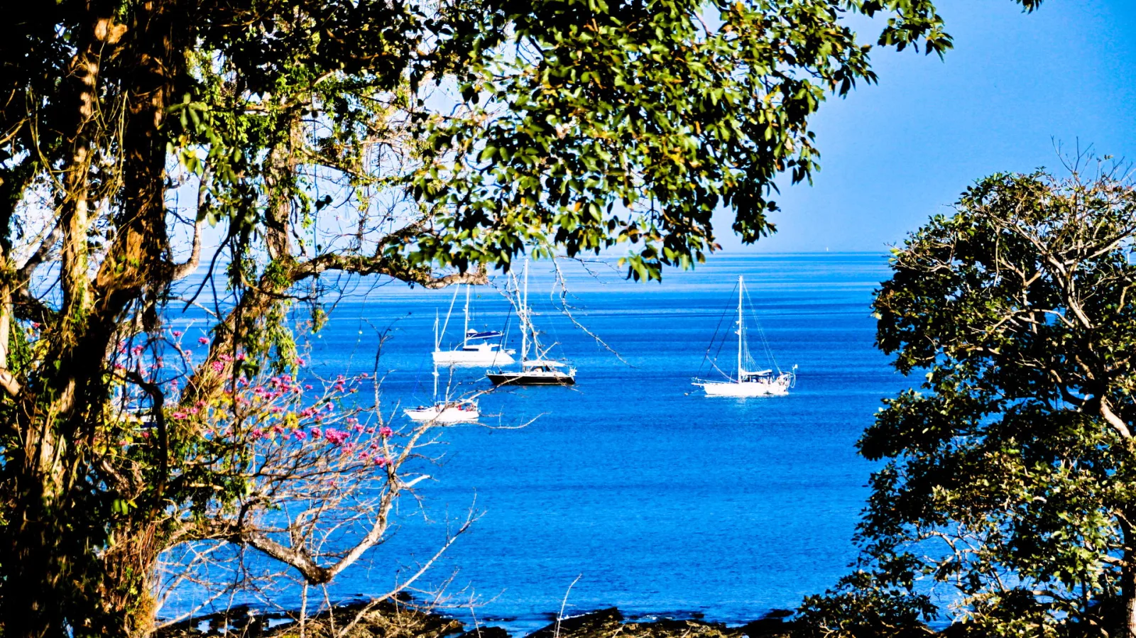Drei weiße Segelboote liegen auf ruhigem, tiefblauem Meer, eingerahmt von grünen Bäumen und einem blühenden Zweig im Vordergrund.