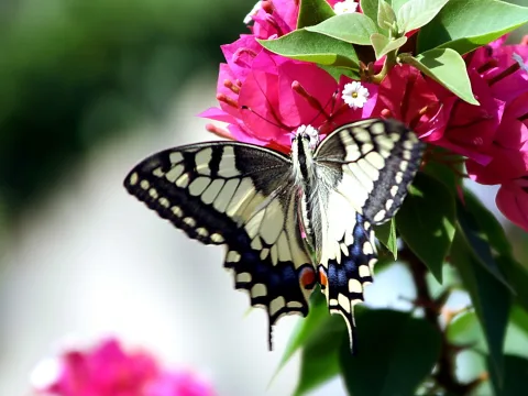 Ein gelb-schwarz gezeichneter Schwalbenschwanz sitzt mit ausgebreiteten Flügeln auf pinken Bougainvillea-Blüten.