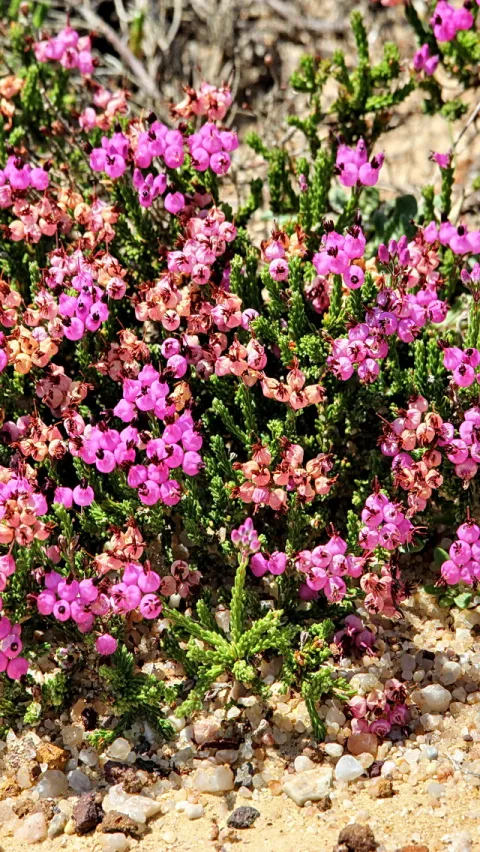 Niedriger Strauch mit pinken glockenförmigen Blüten und grünen nadelartigen Zweigen auf sandigem Boden mit Kieseln.