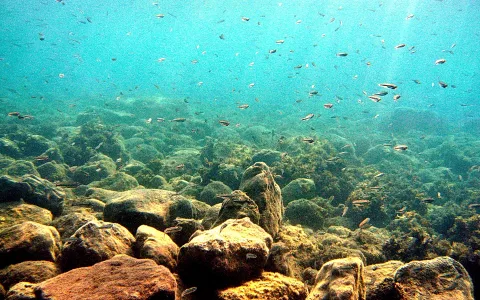 Unterwasseraufnahme: Ein Schwarm kleiner Fische schwimmt über einem felsigen Meeresgrund, von oben fällt Sonnenlicht ins türkisfarbene Wasser.