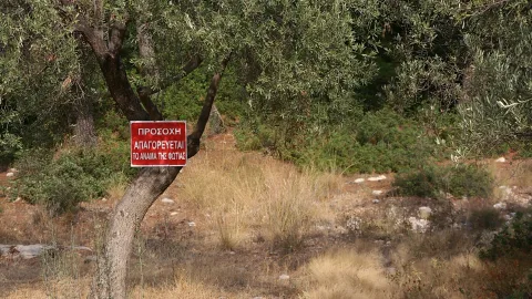 Olivenbaum mit rotem Warnschild mit griechischer Schrift über trockenem Gras