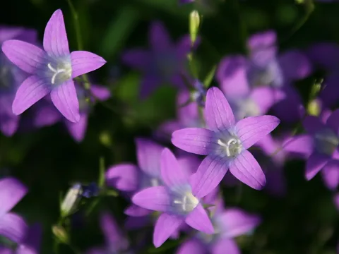 Mehrere violette, sternförmige Glockenblüten mit weißen Staubfäden, im Vordergrund scharf, im Hintergrund unscharf auf dunklem grünem Laub.