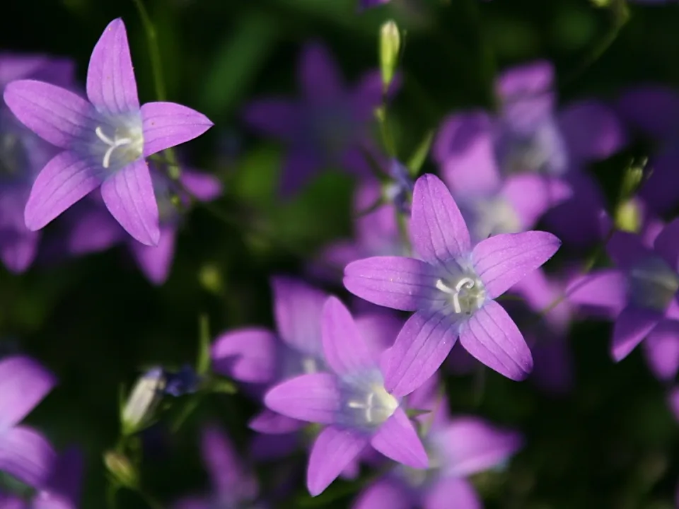 Mehrere violette, sternförmige Glockenblüten mit weißen Staubfäden, im Vordergrund scharf, im Hintergrund unscharf auf dunklem grünem Laub.