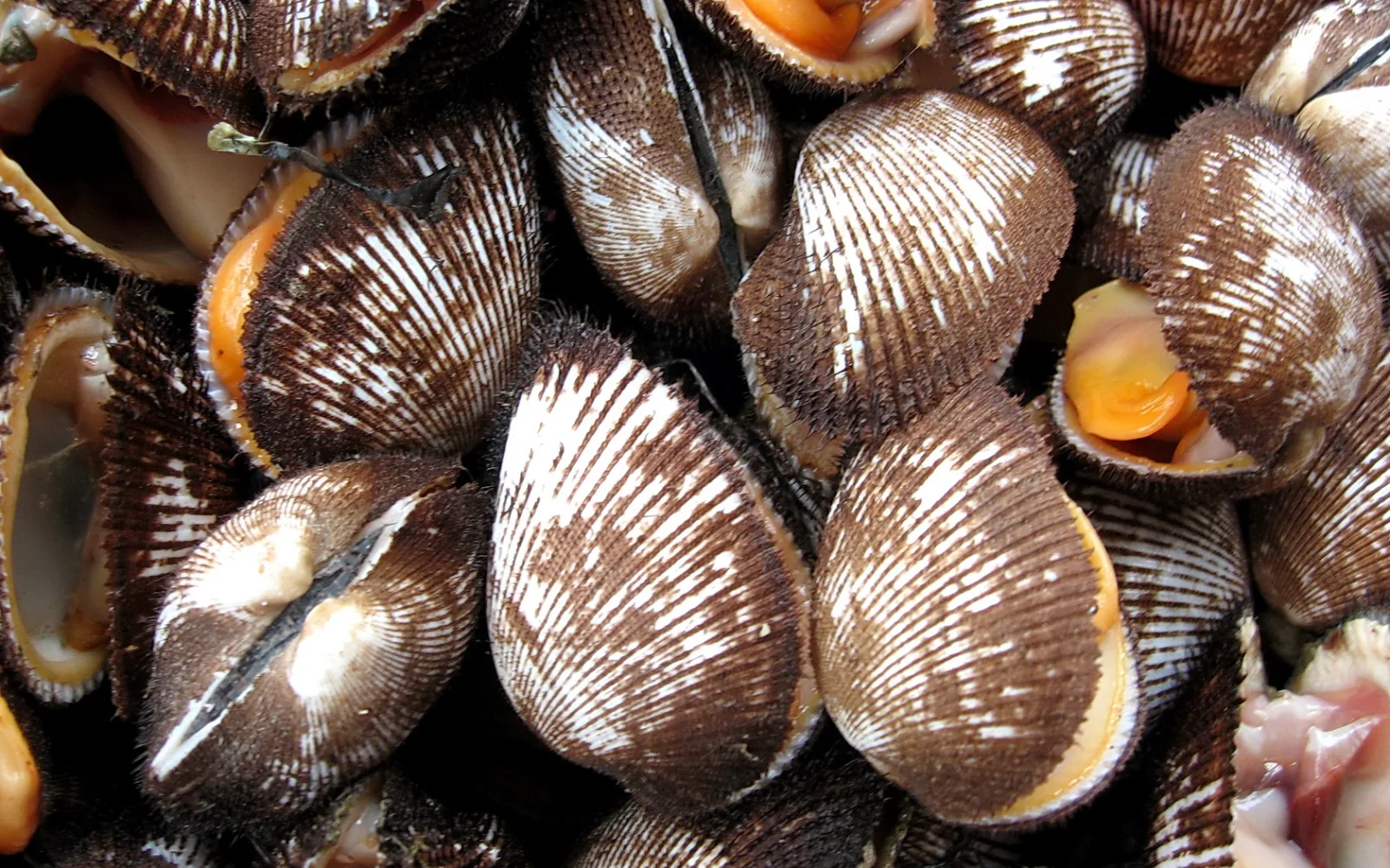 Dicht gedrängte braune Muscheln mit gerippten Schalen, einige geöffnet und mit orangefarbenem Fleisch, auf einem Fischmarkt.