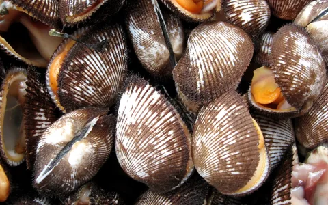 Dicht gedrängte braune Muscheln mit gerippten Schalen, einige geöffnet und mit orangefarbenem Fleisch, auf einem Fischmarkt.
