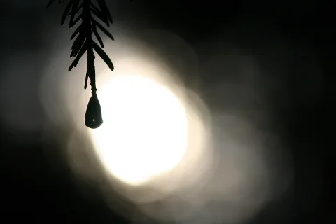 Silhouette eines Tannenzweigs, an dem ein dunkler Wassertropfen hängt, vor einer hell leuchtenden, unscharfen Lichtquelle auf dunklem Hintergrund.