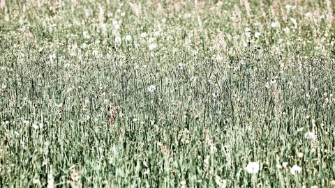 Dichte, hohe Wiese mit grünen Gräsern und vereinzelten weißen Blüten, Schärfe liegt im Vordergrund, der Hintergrund verschwimmt.