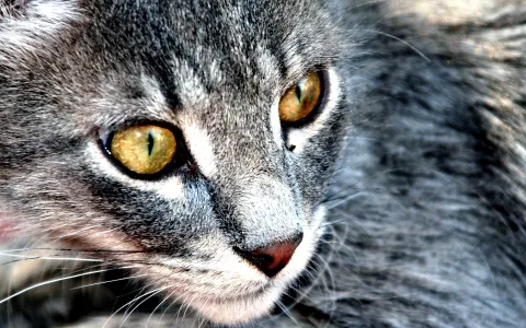 Nahaufnahme einer grauen getigerten Katze mit gelbgrünen Augen und rötlicher Nase, der Blick ist leicht zur Seite gerichtet.