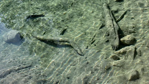 Flaches, klares Wasser über einem sandigen Seegrund mit zwei angeschwemmten Ästen und einzelnen Steinen, Lichtreflexe auf dem Boden.