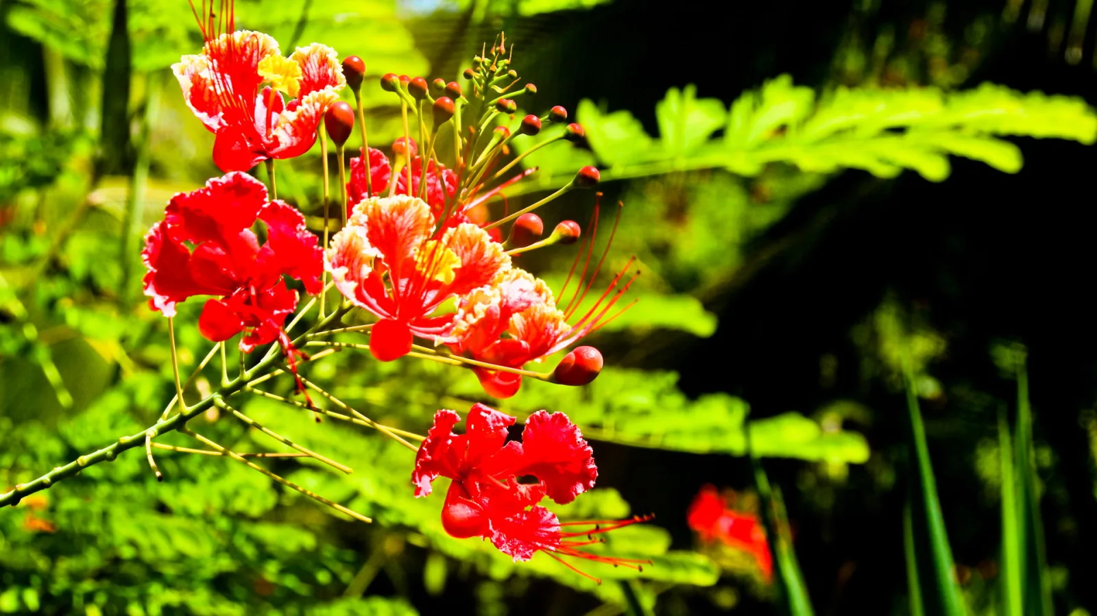 Zweig mit roten und orangefarbenen Blüten und langen Staubfäden vor unscharfem grünem Laub