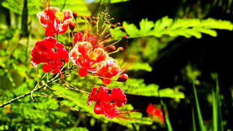 Zweig mit roten und orangefarbenen Blüten und langen Staubfäden vor unscharfem grünem Laub