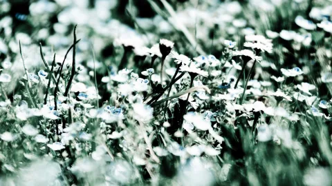 Nahaufnahme einer Wiese mit weißen Gänseblümchen und kleinen hellblauen Blüten zwischen dunklen Halmen, im Vordergrund unscharf.