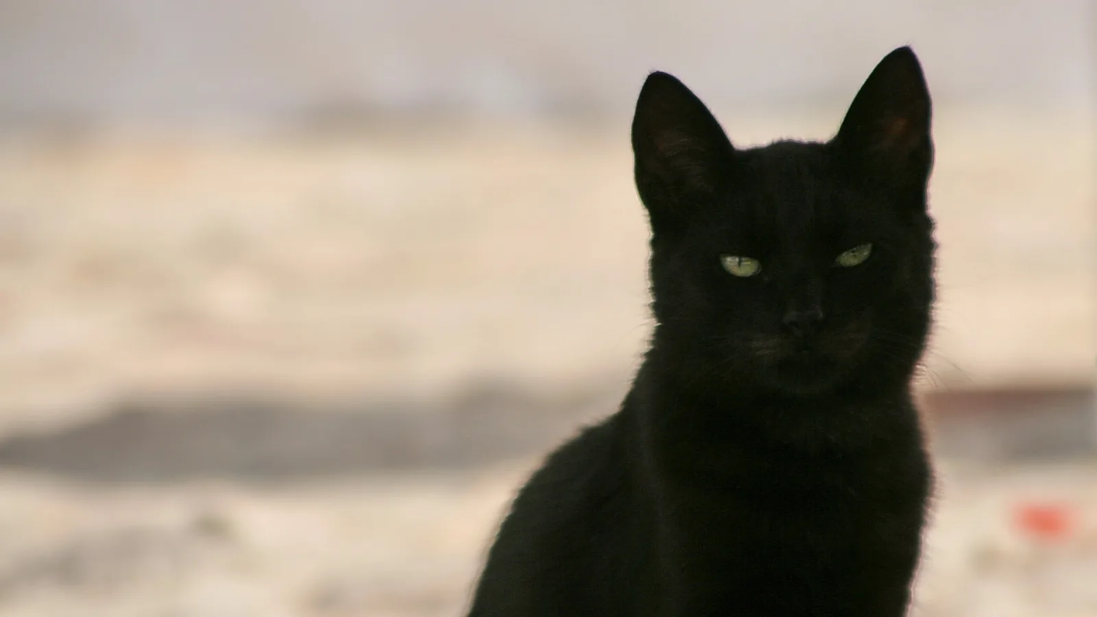 Eine schwarze Katze sitzt frontal im Bild, mit aufgerichteten Ohren und grünlich leuchtenden Augen, im Hintergrund unscharfe helle Fläche.