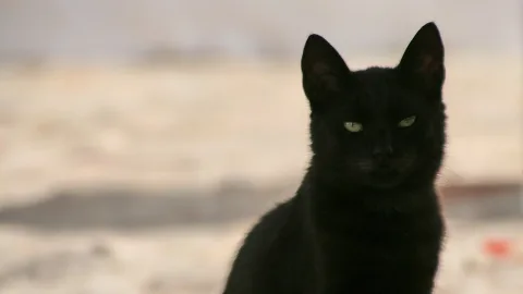 Eine schwarze Katze sitzt frontal im Bild, mit aufgerichteten Ohren und grünlich leuchtenden Augen, im Hintergrund unscharfe helle Fläche.