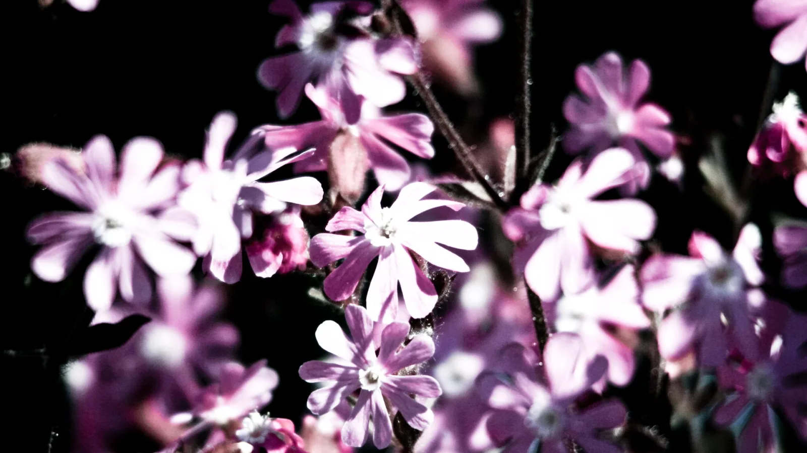 Mehrere pinkfarbene Blüten mit fünf Blütenblättern an dünnen dunklen Stängeln vor schwarzem Hintergrund, im Vordergrund scharf, am Rand unscharf.