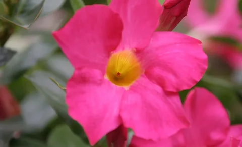 Nahaufnahme einer pinkfarbenen Mandevilla-Blüte mit fünf breiten Blütenblättern und gelbem Schlund, im Hintergrund unscharfes Grün und weitere Blüten.
