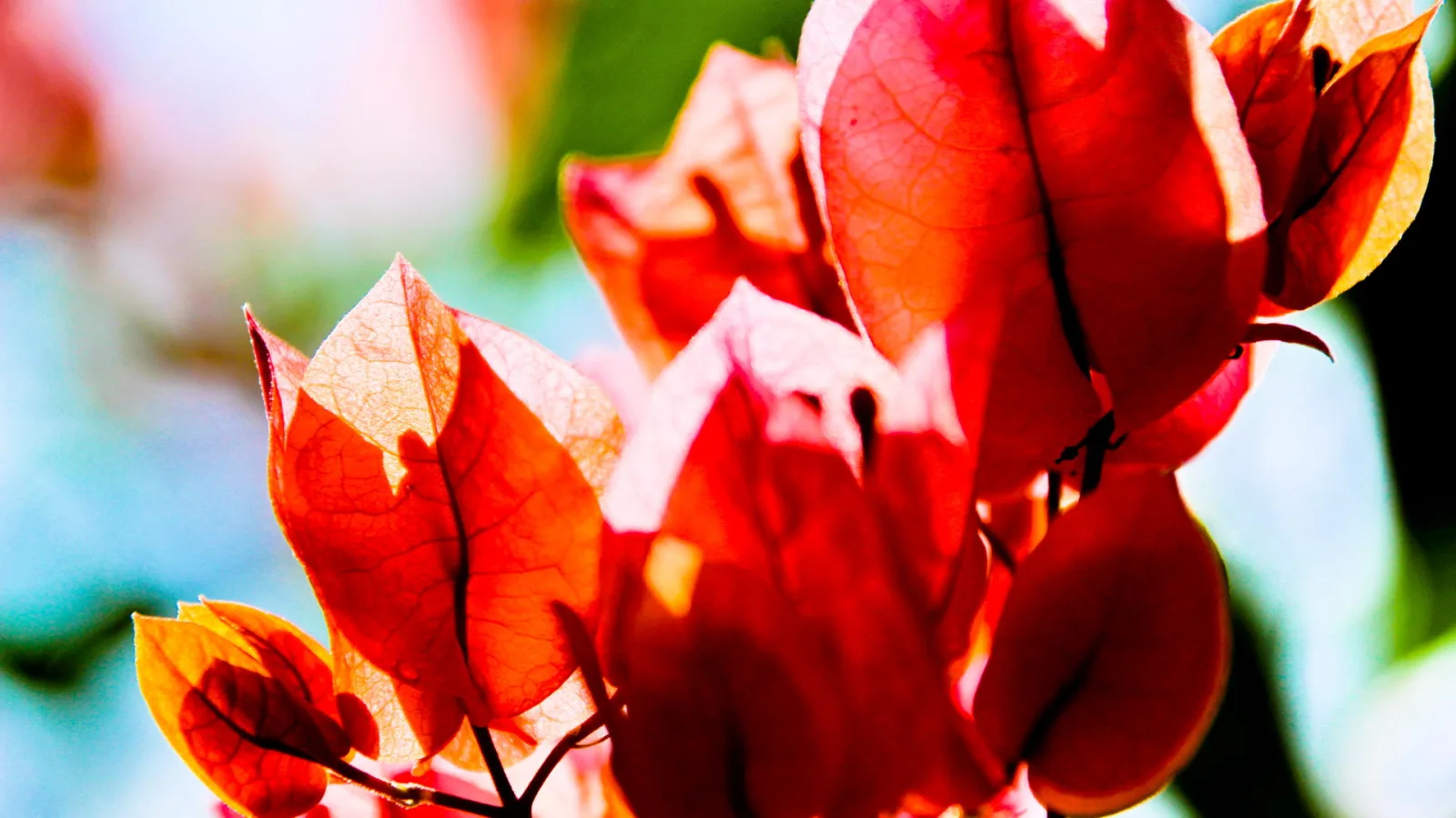 Nahaufnahme mehrerer roter Bougainvillea-Hochblätter, die im Gegenlicht orangerot leuchten, vor unscharfem hellblauem und grünem Hintergrund.
