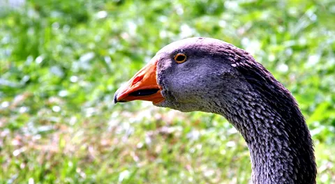 Kopf einer Graugans im Profil mit orangefarbenem Schnabel vor unscharfem grünem Gras