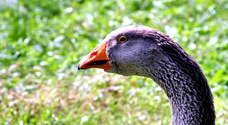 Kopf einer Graugans im Profil mit orangefarbenem Schnabel vor unscharfem grünem Gras