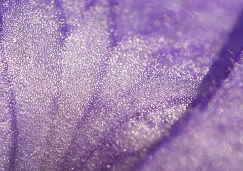 Makroaufnahme einer violetten Blattoberfläche mit feinen Adern und glitzernden Oberflächenstrukturen, die im Licht schimmern.