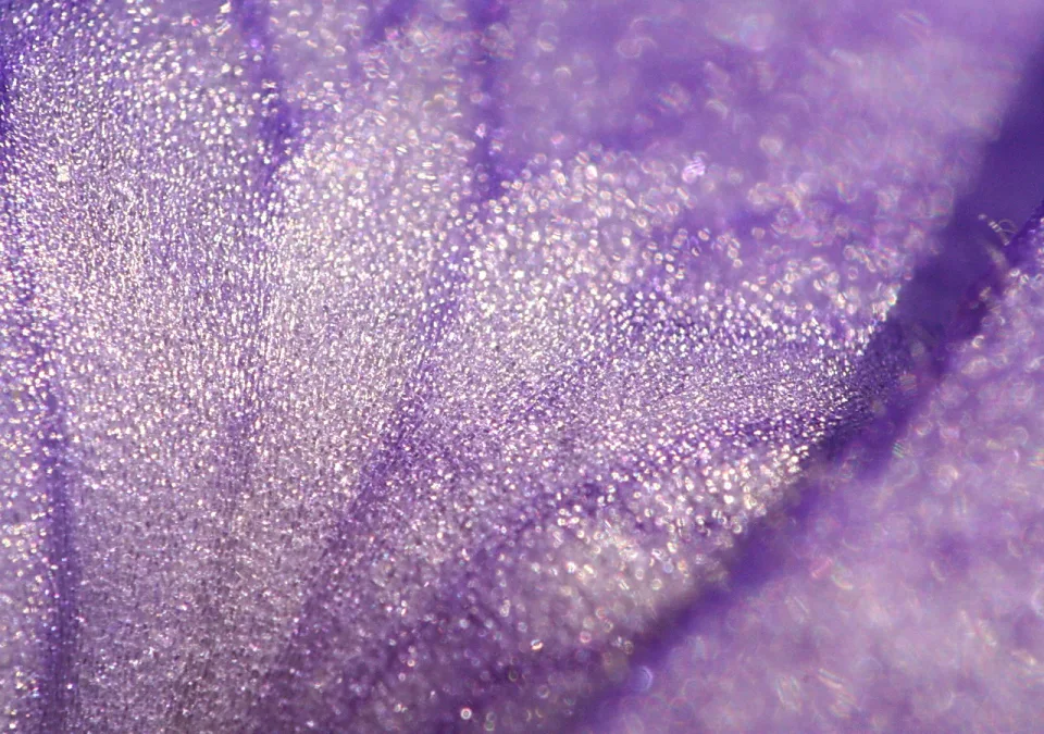 Makroaufnahme einer violetten Blattoberfläche mit feinen Adern und glitzernden Oberflächenstrukturen, die im Licht schimmern.