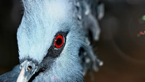 Nahaufnahme des Kopfes einer blaugrauen Kronentaube mit leuchtend rotem Auge und dunklem Schnabel vor dunklem Hintergrund.