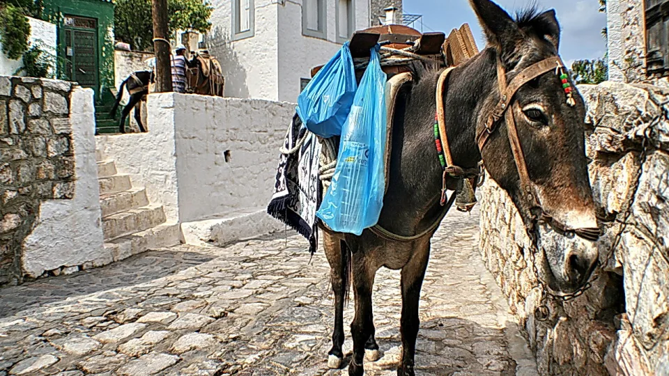 Ein dunkler Esel mit Lederzaumzeug und Satteltaschen, auf denen blaue Plastiktüten hängen, steht auf einem Kopfsteinpflasterweg zwischen weiß getünchten Mauern; rechts im Bild ein Steinmauerabschnitt, links Treppenstufen.