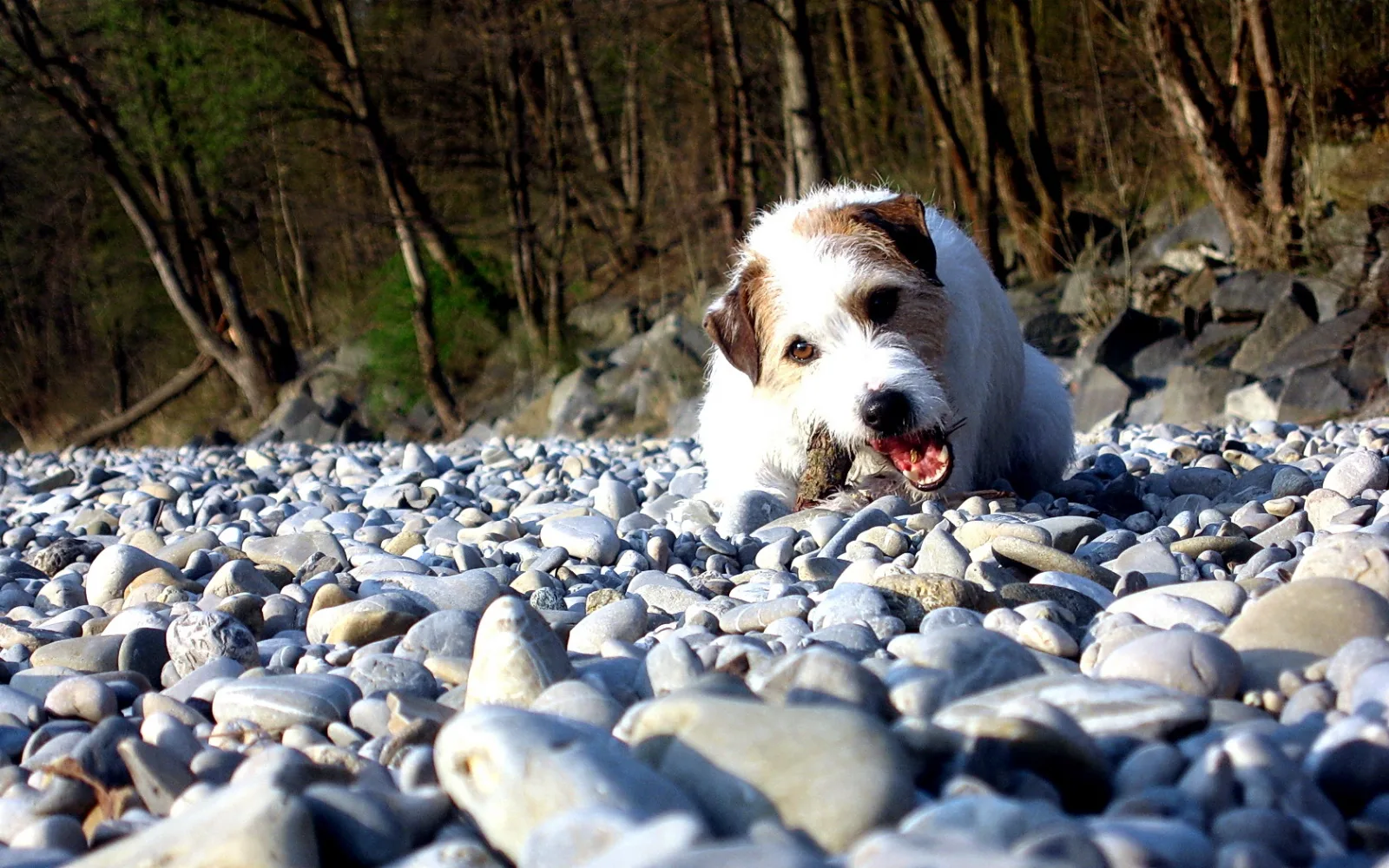Weiß-brauner Terrier kaut einen Stock auf einer Kiesbank, im Hintergrund kahle Bäume und Felsen.