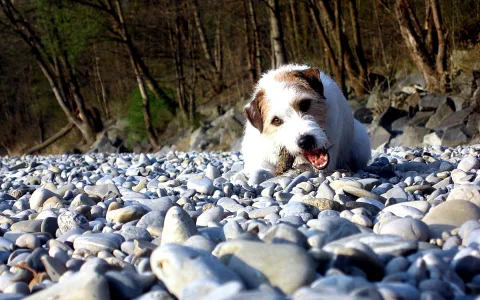 Weiß-brauner Terrier kaut einen Stock auf einer Kiesbank, im Hintergrund kahle Bäume und Felsen.