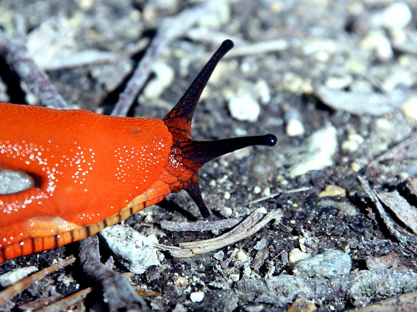 Nahaufnahme einer orangefarbenen Nacktschnecke mit dunklen Fühlern auf kiesigem, dunklem Boden