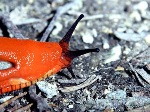 Nahaufnahme einer orangefarbenen Nacktschnecke mit dunklen Fühlern auf kiesigem, dunklem Boden