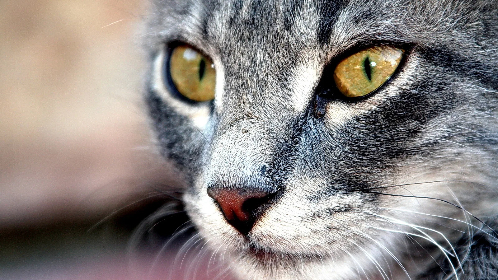 Nahaufnahme des Kopfes einer grau getigerten Katze mit gelbgrünen Augen und rosa Nase vor unscharfem, beigem Hintergrund.