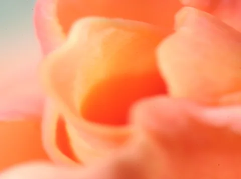 Nahaufnahme von orangefarbenen Rosenblättern mit weichen Übergängen und unscharfem Hintergrund.