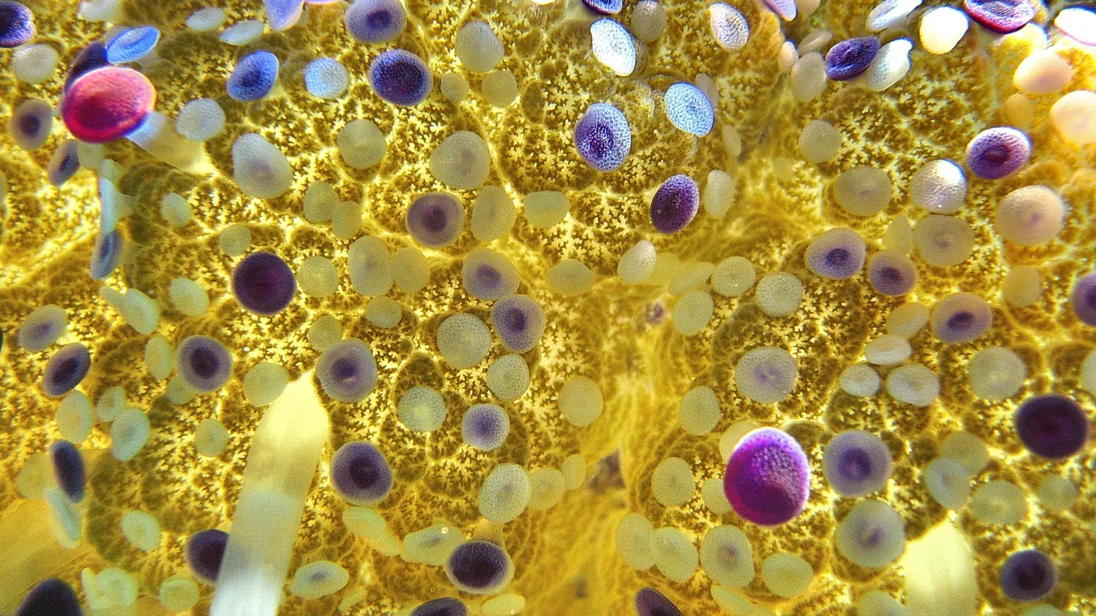 Nahaufnahme einer gelben Qualle mit vielen runden violetten und cremefarbenen Punkten auf ihrer Oberfläche
