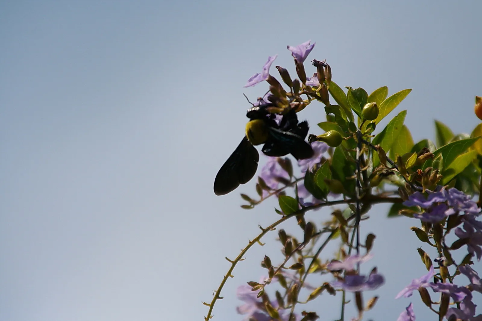 Schwarze Holzbiene sitzt an einem Zweig mit lila Blüten und grünen Blättern vor blassblauem Himmel.