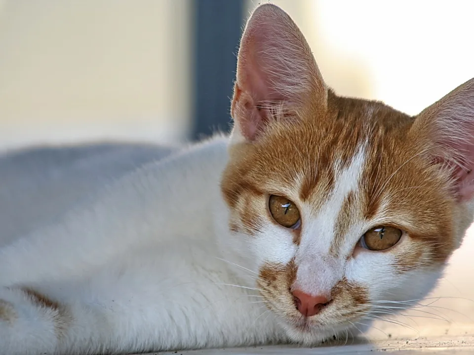 Eine orange-weiß gefleckte Katze liegt auf einer hellen Fläche und blickt frontal in die Kamera. Im Hintergrund ist eine unscharfe, cremefarbene Wand zu sehen.