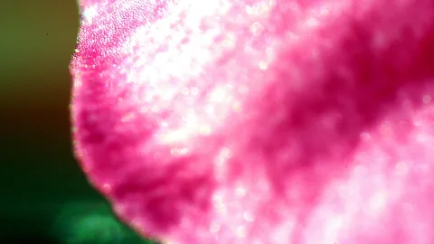 Extreme Nahaufnahme eines rosafarbenen Blütenblatts mit unscharfem grünem Hintergrund links, die Oberfläche zeigt helle Glanzpunkte und dunklere Falten.
