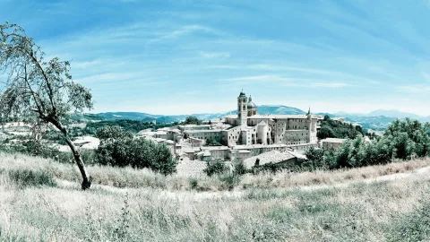 Hügelstadt Urbino mit großem Palast und Kuppelkirche, links ein schiefer Baum, davor hohes Gras unter blauem Himmel.