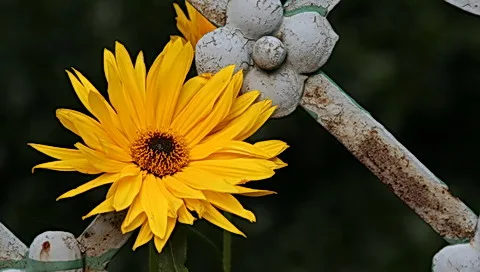 Eine gelbe Blüte mit dunkler Mitte vor einem weiß lackierten, verrosteten Metallzaun mit runden Verzierungen