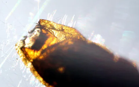 Makroaufnahme eines bräunlich-orangen, durchleuchteten Insektenpanzers vor hellem, unscharfem Hintergrund mit feinen Spinnfäden.