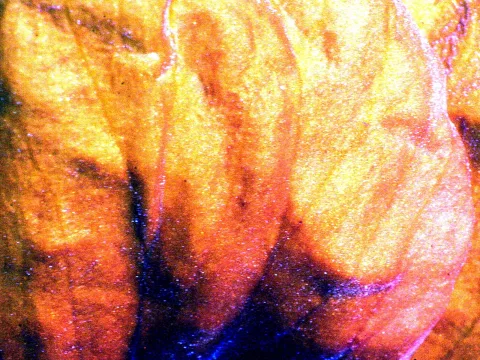 Nahaufnahme gewellter orangegelber Blütenblätter mit glitzernder Oberfläche und blauen Schatten in den Falten