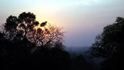 Silhouetten von Bäumen vor einem diesigen Himmel, die untergehende Sonne leuchtet zwischen den Ästen.