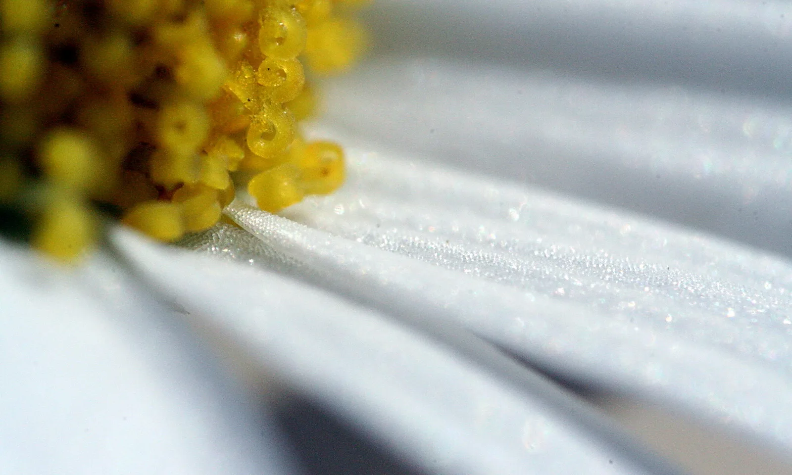 Makroaufnahme einer weißen Blüte mit gelben Staubblättern und kleinen Wassertropfen auf den Blütenblättern