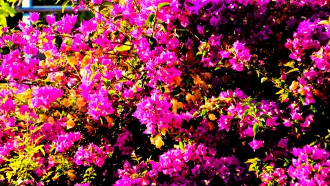 Dichter Strauch mit pinkfarbenen Bougainvillea-Blüten und gelbgrünem Laub im Sonnenlicht