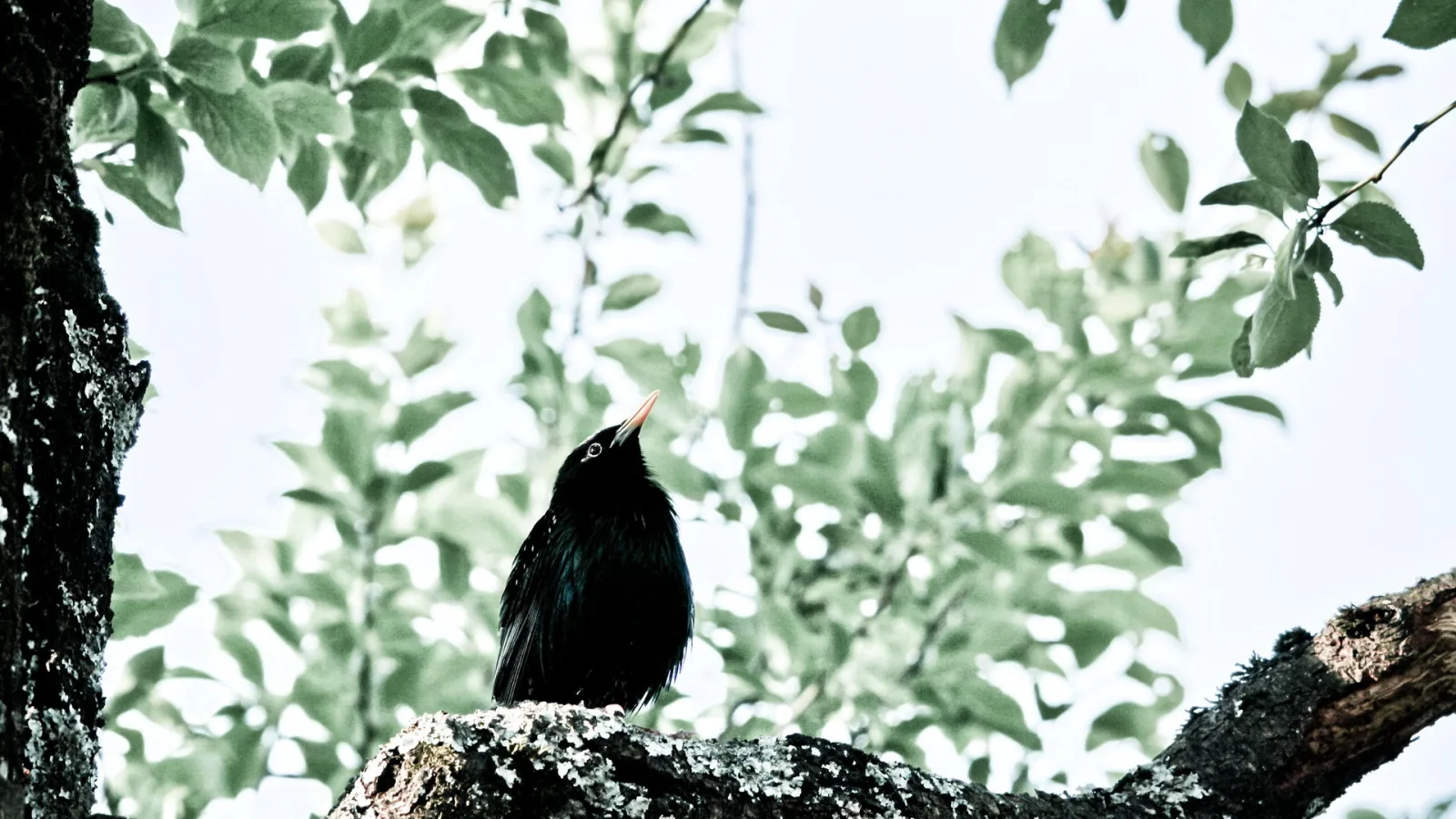 Eine schwarze Amsel mit orangefarbenem Schnabel sitzt auf einem flechtenbedeckten Ast und blickt nach oben, im Hintergrund unscharfe grüne Blätter vor hellem Himmel.