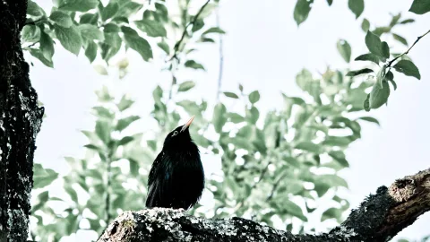 Eine schwarze Amsel mit orangefarbenem Schnabel sitzt auf einem flechtenbedeckten Ast und blickt nach oben, im Hintergrund unscharfe grüne Blätter vor hellem Himmel.