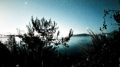 Dunkle Kiefernsilhouetten im Vordergrund vor einem ruhigen Meer, darüber ein blauer Nachthimmel mit Sternen und flachen Bergen am Horizont.