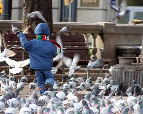 Ein Kind in blauer Jacke und rot-grün gestreiftem Schal steht auf einem Platz und hebt den Arm, während ein dichter Schwarm Tauben es umgibt und einige davon in die Luft fliegen. Im Hintergrund sind eine Holzbank, eine Steinbalustrade und ein Baumstamm zu sehen.