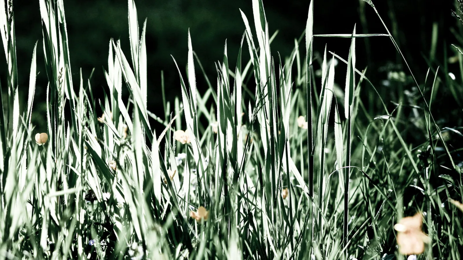 Hohe, grüne Grashalme mit Sonnenlicht auf den Spitzen vor dunklem Hintergrund, dazwischen einzelne helle Blüten.